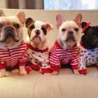 Porque se puede estar cómodo a la vez que ir a la moda. Sólo tienes que preguntar a estas adorables mascotas.