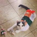 Toku, el gato-sushi.