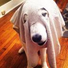 Éste es todo un perro fantasma.