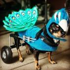 Orgulloso cual un pavo real un chihuahua.