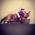 Este gato también parece algo confundido.