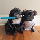 Al bulldog francés Trottery su hermano Winter el disfraz de la Princesa Leia y Obi-Wan Kenobi les sienta como anillo al dedo.