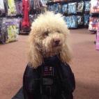 Bee Bee es Darth Vader. En serio.