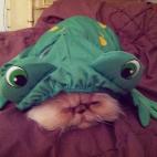 Daisy, la gata-rana.