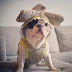 Manny es el nuevo 'tiburón'.