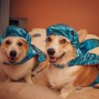 Los hermanos de raza corgi Corgnelius y Stumphrey están terroríficos en azul.