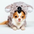 El chihuahua Roux es un dulce koala.