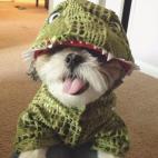 Este Shih Tzu es un poco de todo.