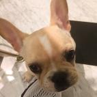 Marie Chantal Miller: "Save Excalibur from Star ⭐️ #salvemosAExcalibur why not quarantine him not euthanise him!!! #Excalibur"