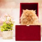 5c8b1f682400006d054ce7a4