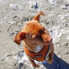 Considerado el m&aacute;s antiguo del mundo. Aparece representando en algunos relieves del antiguo Egipto.