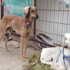 Su origen se sit&uacute;a en el a&ntilde;o 685 a.C., durante la dinast&iacute;a Tang.