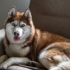 De origen ruso. Se usaban para el pastoreo, tirar de trineos y proteger a su territorio de los invasores.