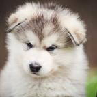 Es una de las razas m&aacute;s antiguas dentro de los llamados perros de trineo.