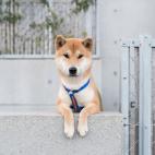 De origen japon&eacute;s. Los primeros indicios de la llegada de este perro a Jap&oacute;n datan del a&ntilde;o 2000 a. C.