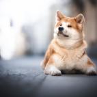 Existe constancia de la aparici&oacute;n del Akita inu desde hace m&aacute;s de 3.000 a&ntilde;os.