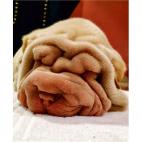 Las primeras noticias de la existencia del Shar pei se registraron en el a&ntilde;o 206 a.C.