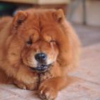 Se considera una de las razas m&aacute;s antiguas del mundo pero no hay referencias temporales sobre su origen.