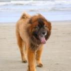 Aunque es una de las razas m&aacute;s antiguas del mundo, no alcanz&oacute; su popularidad hasta 1960.