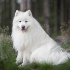Debe su nombre de los pueblos samoyedos del norte de Rusia, existe desde hace m&aacute;s de 3000 a&ntilde;os.