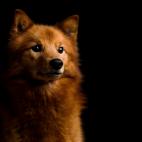 Es el perro nacional de Finlandia desde 1979. Se cree que deriva del antiguo perro lobo de las turberas, el primero convivi&oacute; con los hombres en los poblados lacustres de la Europa n&oacute;rdica hace al menos 10.000 a&ntilde;os.