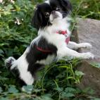 Hay varias teor&iacute;as sobre su origen. Algunos afirman que fueron dados a la realeza de Jap&oacute;n en el a&ntilde;os 732 a.C. Otros sostienen que se dieron como regalo a la Emperatriz de Jap&oacute;n a mediados del siglo VI. Algunos a...