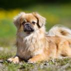 De origen tibetano, comparte ancestros con el pequin&eacute;s, el spaniel o chin japon&eacute;s y el Shih Tzu.