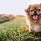 Su nombre habla de su lugar de origen: Pek&iacute;n. Lo que no est&aacute; claro es el cu&aacute;ndo: hay una teor&iacute;a que apunta que aparec&iacute;a en grabados coreanos de hace 4000 a&ntilde;os, mientras otros lo sit&uacute;an en el ...