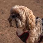 Eran adorados por el pueblo tibetano en el a&ntilde;o 800 a.C.