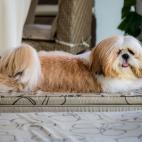 De origen tibetano, se cree que es un cruce entre el Lhasa Apso y el pekin&eacute;s.