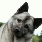 Es una de las antiguas razas caninas de tipo Spitz y es el perro nacional de Noruega.