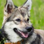 Tambi&eacute;n conocido como Perro Pastor Sueco, se cree que esta raza tiene casi 1000 a&ntilde;os de historia.