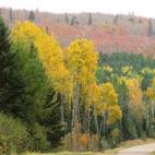 Si lo que buscas es un escenario repleto de grandes paisajes, espectaculares bosques y vida animal, tu viaje de este otoño es a Taos (México). Durante los primeros días de octubre puedes seguir la ruta Enchanted Circle Scenic Byway, cerca de ...