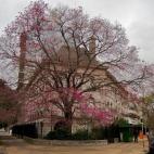 No podía faltar una ciudad donde en estos momentos está llegando la primavera. En el mes de noviembre, generalmente, florecen las jacarandas, cambiando completamente el color de la capital argentina. Además el frío empieza a esconderse y com...