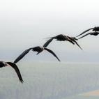 5c8aa008360000c81a6bbb05