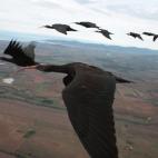 5c8aa0092000009e046f6950