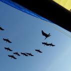 5c8aa00b20000045046f6957