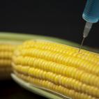 Causan crecimiento rápido de tumores cancerosos. Están dondequiera, incluyendo derivados de alimentos hechos de maíz convencional, habichuelas de soya y canola. Solo puedes evitarlos comiendo alimentos orgánicos certificados, cultivados loca...