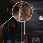 Las fotos de Harvey, el perro de Elliott