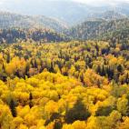 La mayor extensión ininterrumpida de bosque no húmedo en la Tierra se encuentra en la taiga siberiana. Comienza en los Urales y llega hasta el Pacífico, la otro lado de Russia y atravesando toda Asia (5.800 kilómetros). Están poblados de to...