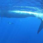 Normalmente mide entre 24 y 27 metros y pesa entre 100 y 120 toneladas. Pero se han descubierto ejemplares de 30 metros de largo y más de 190 toneladas de peso. Estas dimensiones le convierten en el animal más grande del mundo del que se tiene...