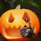 Seguir a driffy_the_drifloon