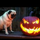 Seguir a halloween_wonderland