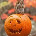 Seguir a halloween_wonderland