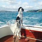 5c8b0a482000004504700599