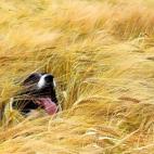 5c8b0a4b360000ba1a6c574b