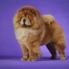 Chow Chow