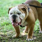 Bulldog