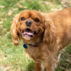 Cavalier King Charles Spaniel