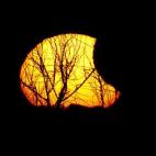 5c8b32d4360000ba1a6cb477